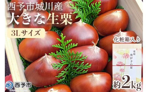 
            ＜西予市城川産 大きな生栗 3Lサイズ 約2kg（化粧箱入り）＞ 特大 大粒 マロン 焼き栗 栗ご飯 モンブラン 特産品 メニークエスト 愛媛県 西予市【冷蔵】
          