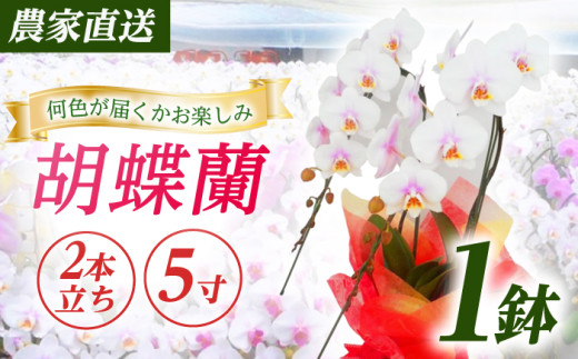 【2本立ち5寸】生産農家直送！ 胡蝶蘭 1鉢 洋蘭 蘭  鉢植 花 フラワー 植物 こちょうらん コチョウラン お花 生花 鉢花 鉢 ギフト プレゼント 母の日【足柄金太郎洋蘭園】開成町[BDAB005]