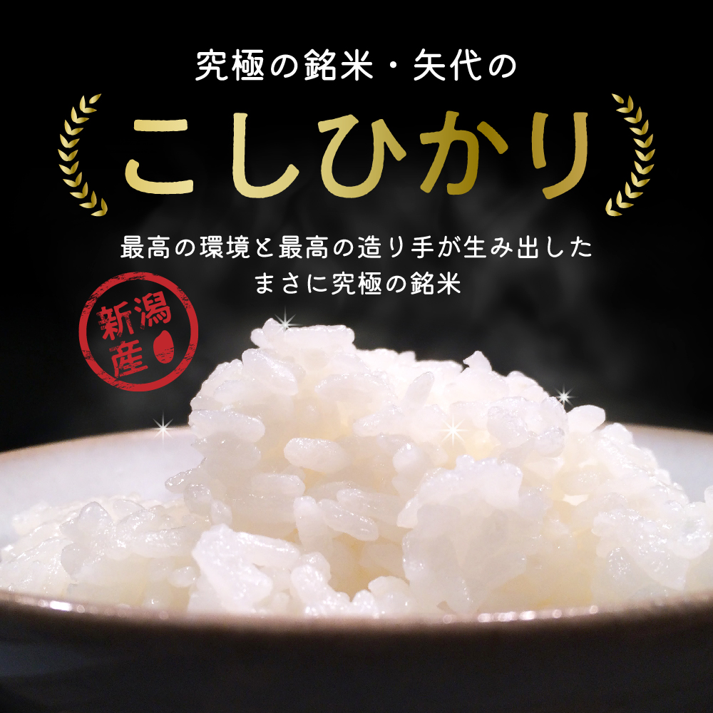 【2025年3月中旬発送】【定期便】令和6年産 新潟県矢代産コシヒカリ20kg(5kg×4袋)×2回（計40kg）