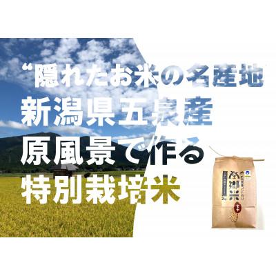 ふるさと納税 五泉市 【毎月定期便】特別栽培米コシヒカリ「南郷米」玄米6kg(2kg×3袋)全12回