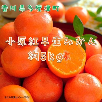 ふるさと納税 多度津町 『小原紅早生みかん』約5kg【A-32】