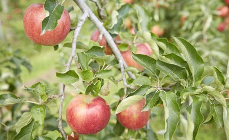 マル広農園果汁100%ストレートりんごジュース1L×4本