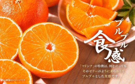 【先行受付】11月中旬発送開始　ぷるぷる食感!「 マドンナ 」約4.5キロ【 訳あり 】【39-97】 / ふるさと納税  みかん ミカン フルーツ 果物  くだもの 柑橘 マドンナ 訳あり 産地直送