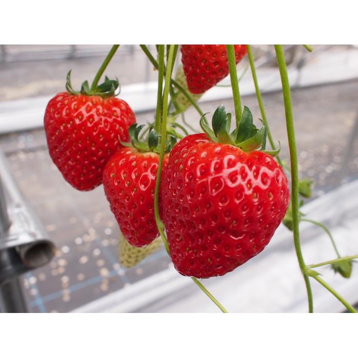 【ふるさと納税】【先行予約12月下旬以降発送】極甘イチゴ よつぼし 2段箱(約800g～900g） 大粒完熟つみとり | フルーツ 果物 くだもの 食品 人気 おすすめ 送料無料