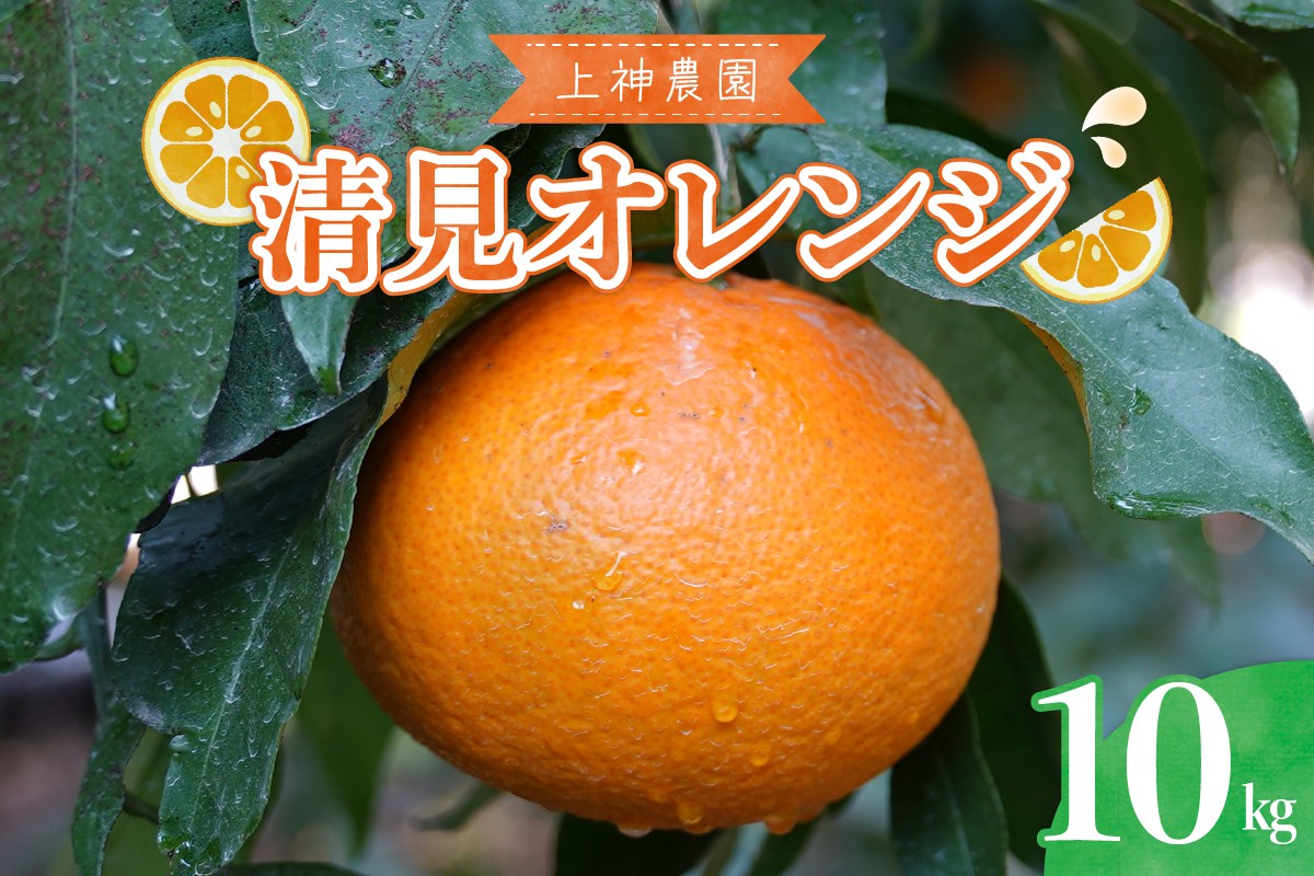 
            【2026年3月上旬～発送】上神農園の清見オレンジ 約10kg ku011-014-25
          