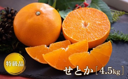 【2月下旬より発送】 先行予約 特級品 せとか 4.5kg みかん 柑橘 果物 フルーツ 松山市 愛媛県 おすすめ人気 【TMN019_x】