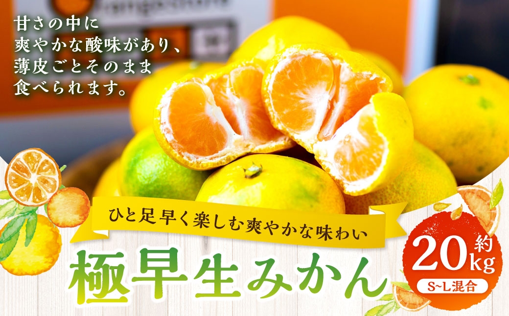 
                  【 ひと足早く楽しむ爽やかな味わい 】 極早生みかん 約20kg みかん ミカン 柑橘 柑橘系 柑橘類 くだもの 果物 フルーツ 果実 果汁 果肉 国産 愛媛県産 薄皮 【 2026年9月下旬-11月上旬発送予定 】 ( 1097 )
                