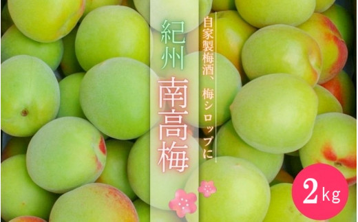 紀州南高梅 青梅 2kg (箱込み）※2026年6月頃に順次発送予定【期間限定：2026年5月15日まで】 / 和歌山 田辺市 紀州南高梅 南高梅 梅干し 梅干 梅 うめ 青梅 梅シロップ 梅酒 【hnt013】