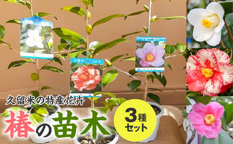 
                  久留米の特産花卉 椿の苗木3種3本セット （椿2年生苗/高さ30cm前後）_苗木 椿 3種 セット 久留米の特産花卉 最小白花 正義 太郎冠者 産地直送 秋～春 開花 一重咲 八重咲 鑑賞 育て方 説明書付き  鉢植え 植え付け 花 庭 園芸 ガーデニング 久留米つばき研究会 特産品 福岡県 久留米市 お取り寄せ 送料無料_Hf026
                