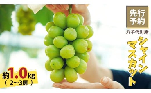 【 2026年9月上旬以降発送】シャインマスカット 約1kg ( 2～3房 )  産地直送 茨城県産 八千代町産 フルーツ ぶどう 果物 ブドウ 葡萄 マスカット 先行予約 数量限定 ふるさと納税 [CU003ya]