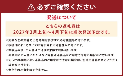 【数量限定】朝堀り 筍 4kg　熊本県産米 約500g 付き
