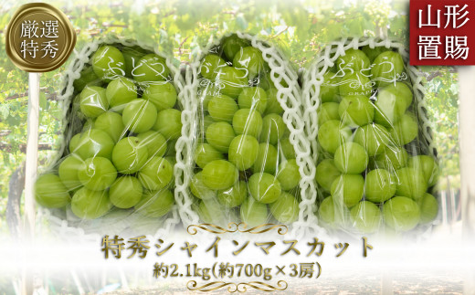 【期間限定】【2026年発送】「特秀」厳選シャインマスカット約2.1kg(約700g×3房)_H066(R8)-2