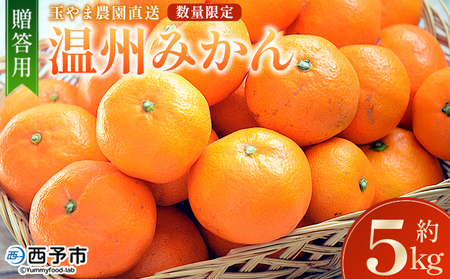【先行予約】＜温州みかん 約5kg 数量限定 産地直送 贈答品＞ 5キロ みかん ミカン うんしゅうみかん ウンシュウミカン 蜜柑 柑橘 フルーツ 果物 果実 くだもの 特産品 旬 玉やま農園 愛媛県 西予市【常温】『2026年11月上旬～12月迄に順次出荷予定』MTN0005