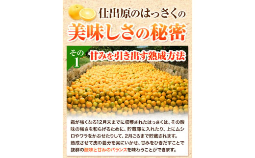 八朔 はっさく 10kg ＜ 先行予約 ＞ 《2026年2月上旬‐2026月3月上旬頃出荷》仕出原八朔生産組合 徳島県 美馬市 果物 くだもの フルーツ 特選 ゼリー ジュース ピール　 八朔 10k