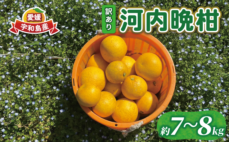 訳あり 河内晩柑 7 ～ 8 kg あかまつみかん 和製 グレープフルーツ 晩柑 かわちばんかん さっぱり 酸味 果物 くだもの フルーツ 柑橘 みかん mikan 蜜柑 愛媛蜜柑 愛媛みかん 農家直