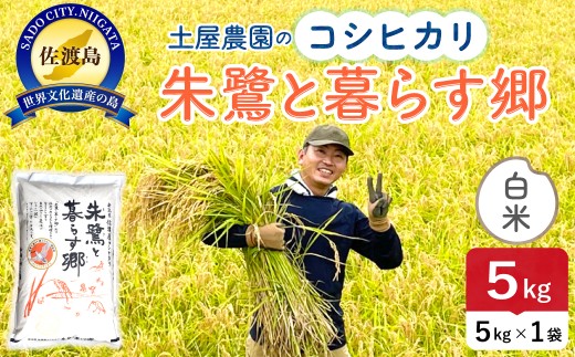 佐渡島産コシヒカリ 白米 5kg 令和7年産 特別栽培米 | 新潟県産コシヒカリ 新潟産コシヒカリ 佐渡産コシヒカリ 新潟県産こしひかり 佐渡産こしひかり お米 米 こしひかり 白米 精米 おこめ コメ 5キロ にいがた さど 新潟県 佐渡市