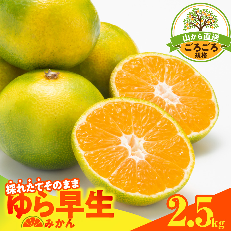 【2026先行予約】ゆら早生 みかん 山から直送 箱込 2.5kg ( 内容量 2.3kg ) 採れたてそのままごろごろ規格 有田みかん 和歌山県産_MK1065