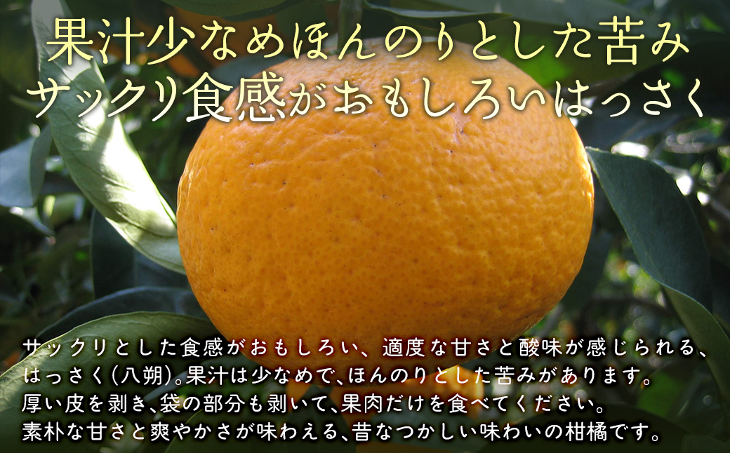 【栽培期間中農薬不使用】【先行受付】【数量限定】農園直送！愛媛県産 はっさく 10kg （2026年2月下旬頃より順次発送）  IKTG024