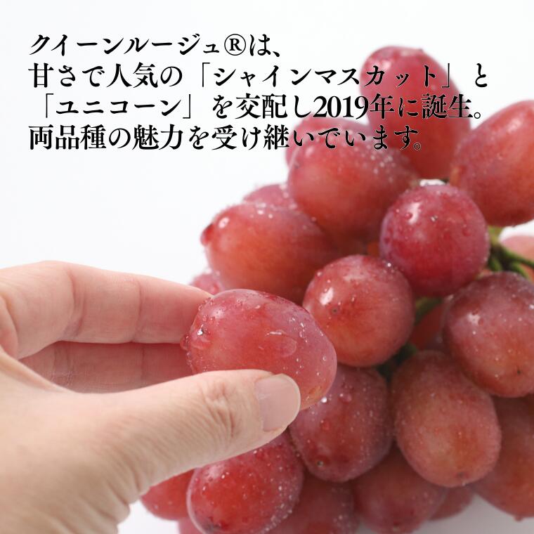 MS35 ぶどう クイーンルージュ®（長野県産秀品） 約2kg / 2026年10月中旬～11月上旬頃 配送予定//稀少 新品種 長野県 南信州 高糖度 葡萄 ブドウ クインルージュ 甘い 種なし 皮