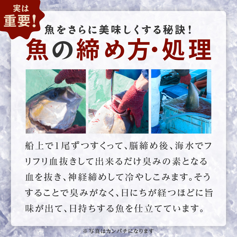 冷凍熟成金寿カンパチ1200ｇ（刺身用ブロック） N015-YC077_イメージ4