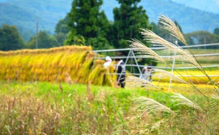 有機JAS認証 コシヒカリ 3kg 「八木ヶ鼻舞い」 令和5年産 精米 新潟県三条市産 オーガニックなコシヒカリ こしひかり【012S022】