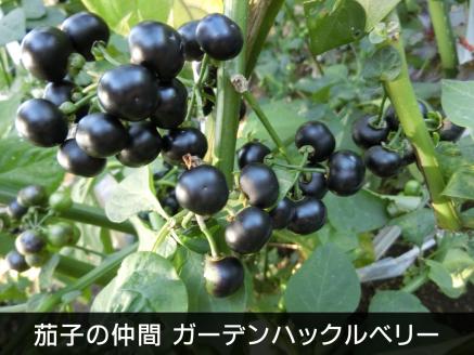野菜のジャム（青トマト＆茄子）・花梨エキス・和紅茶・青古河辛子の詰め合わせ　/紅茶/野菜/セット商品/詰め合わせ/野菜ジャム/_BF10