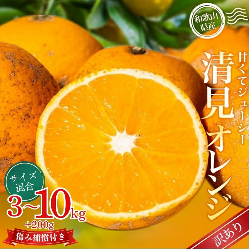 【ふるさと納税】 訳あり 森本農園の手選別 清見オレンジ 約 3kg 7kg 10kg +200g傷み補償 サイズ混合 【2025年2月上旬～5月中旬頃順次発送】 訳あり オレンジ 柑橘 フルーツ 果物 くだもの 旬 産地直送 6000円 10000円 12000円 送料無料 和歌山県 かつらぎ町