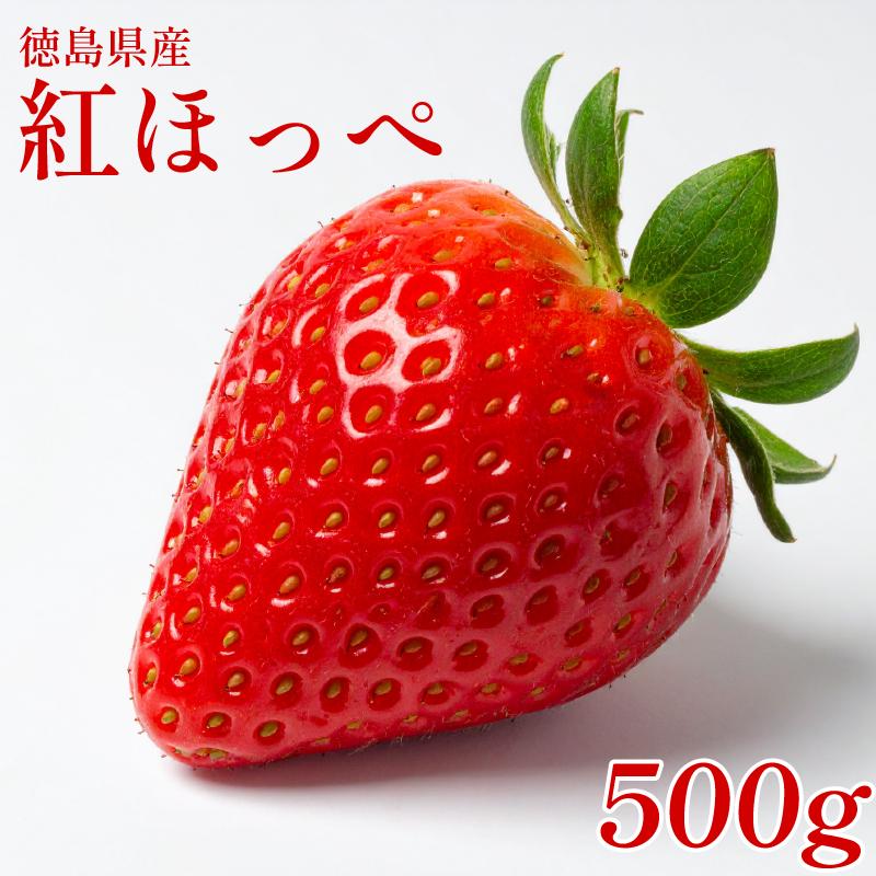 【 先行予約 】 いちご 500g 紅ほっぺ 苺 イチゴ ストロベリー 数量限定 徳島県産 strawberry ichigo itigo 2月上旬より順次出荷 徳島県