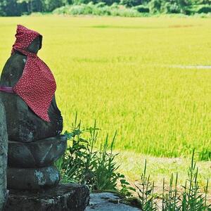 【定期便全6回】新潟県産新之助5kg（受注の翌月から毎月配送）