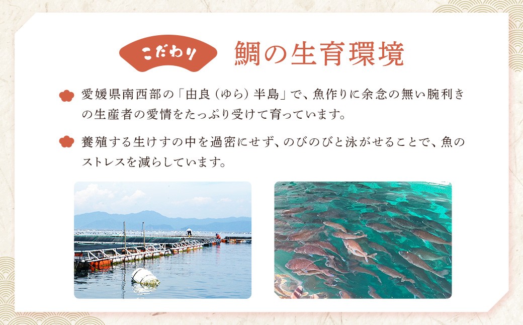 ゆら鯛の塩釜（大）1個 約5.9kg【えひめの町（超）推し！（愛南町）】(295)