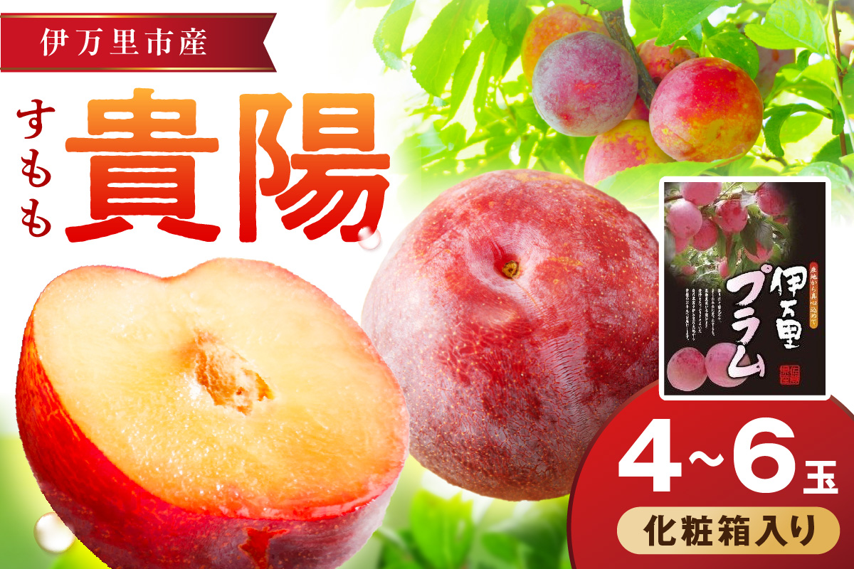 【先行予約】伊万里のすもも「貴陽」化粧箱入り（4～6玉） B741