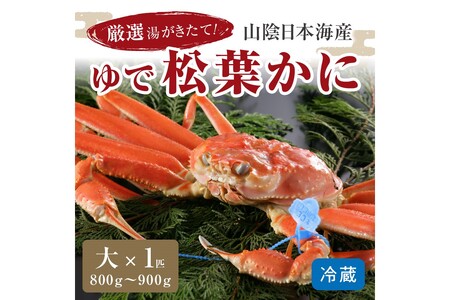 かに卸問屋がお届け・自社釜ゆで！山陰沖ゆで松葉がに 800ｇ～900ｇ 大サイズ（11月発送）／北畿水産