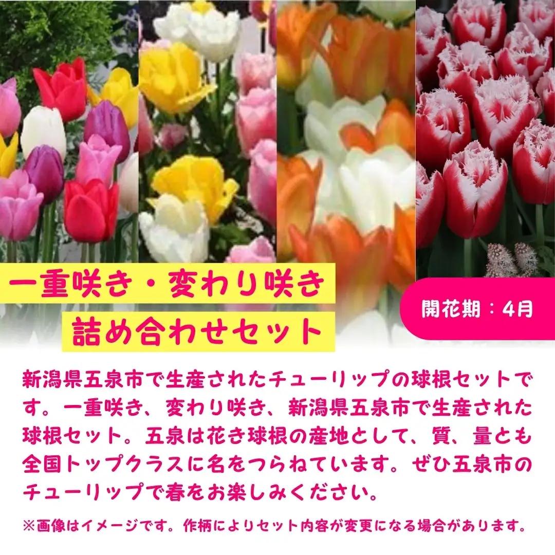 チューリップ 球根セット 40球入 | チューリップ 球根 五泉市 新潟県