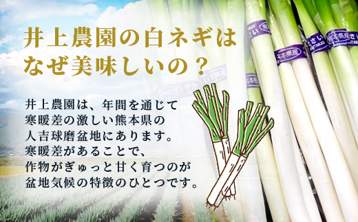 【先行予約】井上農園の白ネギ 「球磨美人」 Ｌサイズ×30本 【2024年11月中旬より順次発送】 白ネギ 白葱 ネギ 長ネギ 長葱 ねぎ 鍋 薬味 冬野菜 国産 114-0502