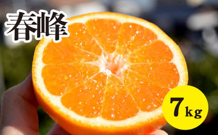 みかん【先行受付】【2026年3月上旬以降発送】甘味が強くむきやすい 希少な品種 春峰 ＜約7kg＞ 広島 三原 佐木島 鷺島みかんじま 017026