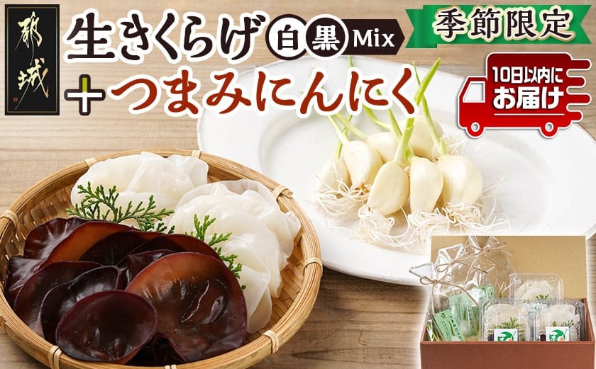 
            ≪季節限定!≫ぷりぷり食感の生きくらげ(白&黒Mix)+つまみにんにくセット≪みやこんじょ特急便≫_11-C902-Q_(都城市)生きくらげ 黒きくらげ 白きくらげ 130g×3パック つまみにんにく スーパーフード
          