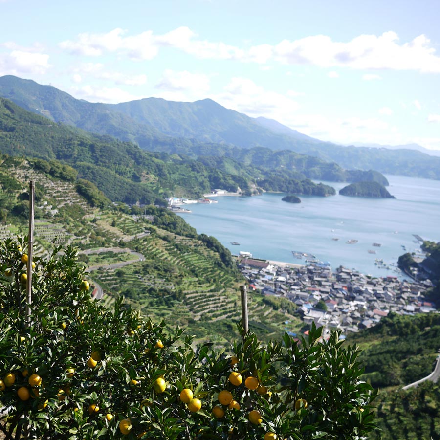 ＜無茶々園＞ポンカン10kg