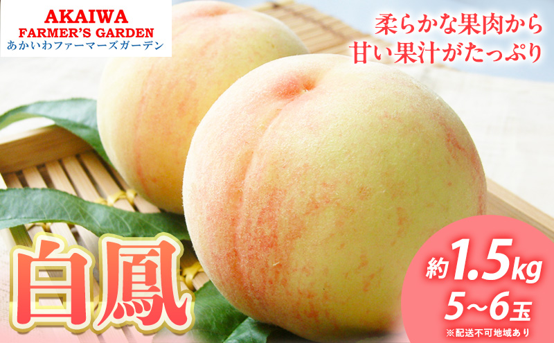 桃 2026年 先行予約 白桃 白鳳 約1.5kg 5～6玉 もも 岡山県 赤磐市産 フルーツ 果物 あかいわファーマーズガーデン
