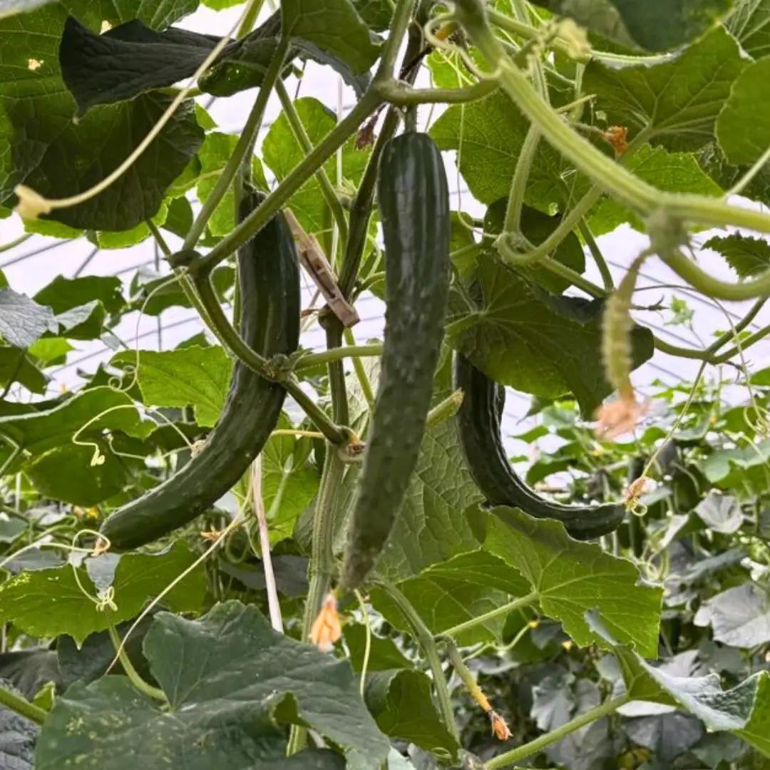 きゅうり 約4kg 朝獲れ 夏野菜 胡瓜 キュウリ 石川県 小松市 JAあぐり