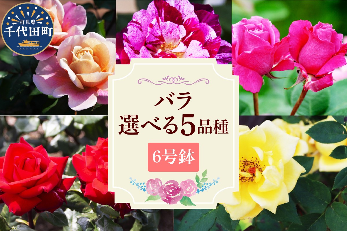 
                  【選べる品種】【群馬県千代田】選べる品種　【バラ】　鉢植え　６号鉢　鈴木ガーデン 薇 ディスタントドラムス パープルタイガー ブルーパフューム ヘルツアス ヘルムットシミット
                