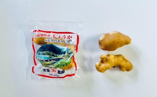 
小分け お試し 袋入り こだわりの低農薬「囲い生姜」 100g×5袋 農家直送 高知県産 ショウガ 生姜
