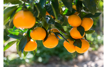 [秀品]和歌山有田みかん　5kg(MサイズまたはLサイズのいずれか) ※2024年11月中旬～1月中旬頃順次発送予定（お届け日指定不可）【tec834】