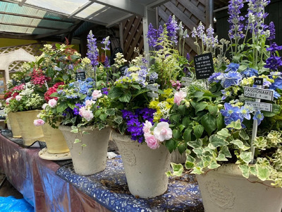 定期便 年4回 テラコッタ 寄せ植え 季節 花苗 おまかせ ガーデニング お花 フラワー 玄関 インテリア ふるさとおすすめ 頒布会 ( 人気花 ふるさと納税花 ふるさと花 furusato花 おすす