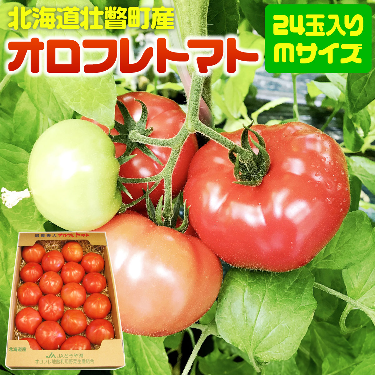 ＜2025年3月上旬より順次お届け＞北海道壮瞥産 オロフレトマト24玉入り（Mサイズ） SBTA028