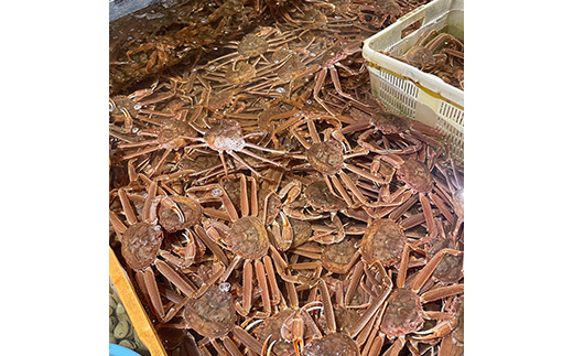 (訳あり)北海道産・大ずわいかに(ボイル冷凍) 3～6尾 カニ ズワイガニ 蟹 楚蟹 ずわいガニ ずわい蟹 冷凍 ボイル 海産物 F4F-7842