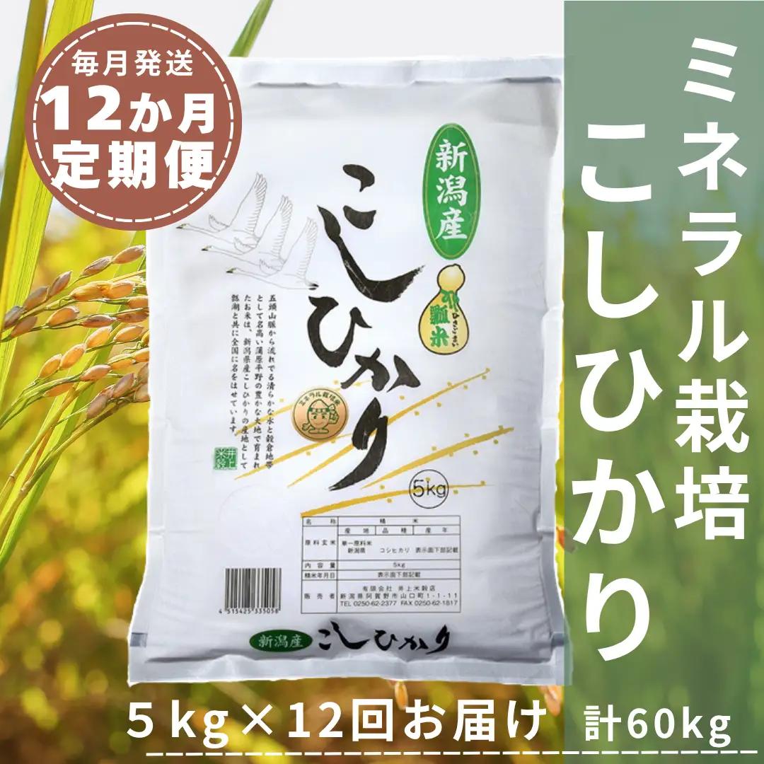【令和8年産新米】【12か月定期便】 ミネラル栽培こしひかり 5kg×12回 計60kg 白米 精米 井上米穀店 新潟県 米 こめ コメ 新米 新米予約 令和8年度産 10月上旬より順次発送予定 1I04144