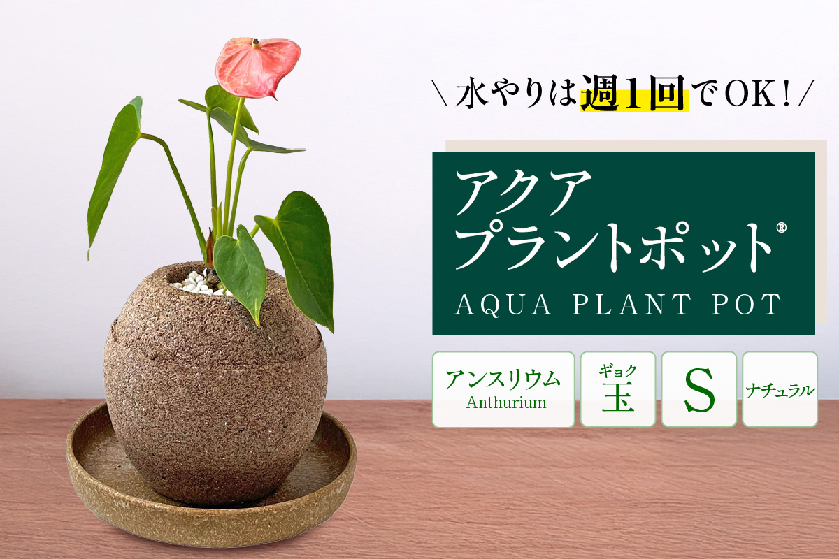 アクアプラントポットR　玉Ｓ 植木鉢　アンスリウム（2087）