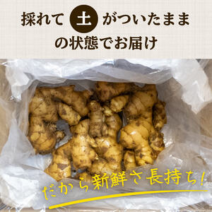 【 早期予約 12月より順次発送 】 高知県産 しょうが 「 土佐一 」 1kg 高知 須崎 高知県 須崎市 野菜 薬味 生姜 生姜 生姜 生姜 生姜 生姜 生姜 生姜 生姜 生姜 生姜 生姜 生姜 