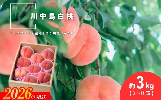 
                  No.2994 「川中島白桃」約3kg(8～11玉)【2026年発送 先行予約】
                