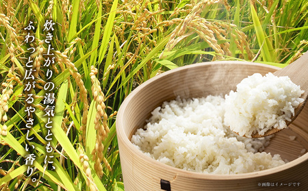 令和6年産　羽地米(ひとめぼれ)　5kg 名護 米 こめ おこめ 国産 沖縄 食品 おにぎり おいしい 独特 お取り寄せ 真空袋 食べ物 美味しい 自然 ご当地 県産 南国 なご 旨味